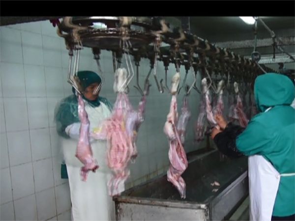 杀兔流水线